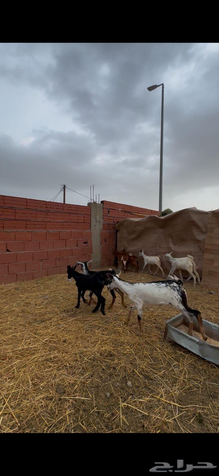 8 goats and 4 does with good quality in Al-Hayil64374349165825112