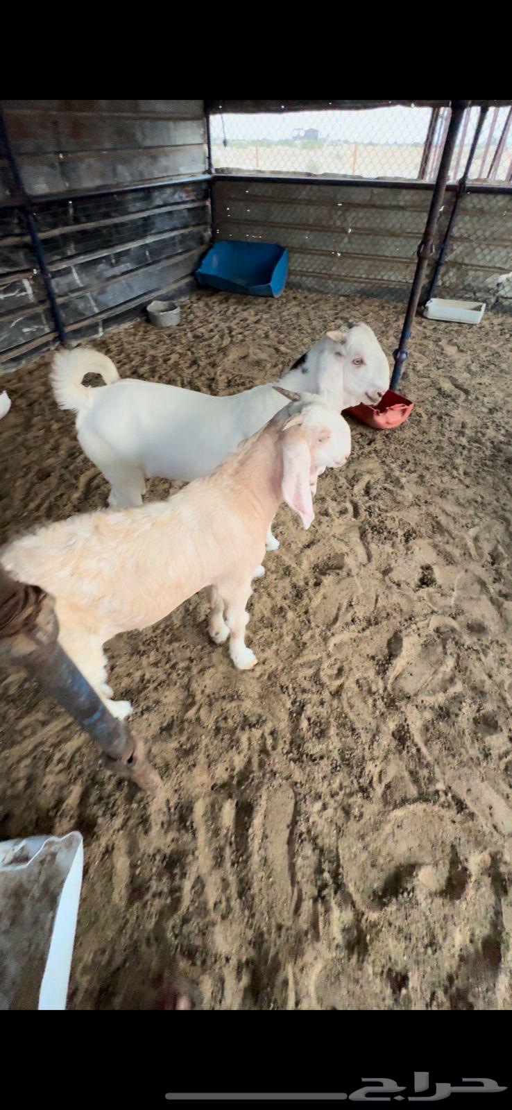 Fresh sheep for sacrifice64376109778305111