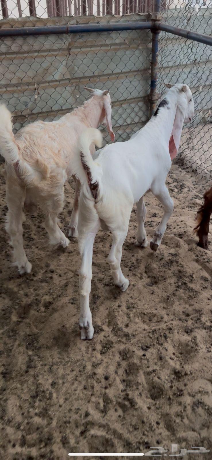 Fresh sheep for sacrifice64376109778305113