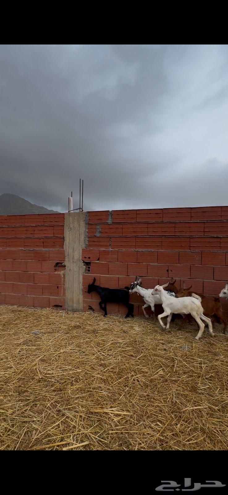 8 goats and 4 does with good quality in Al-Hayil64374349165825114