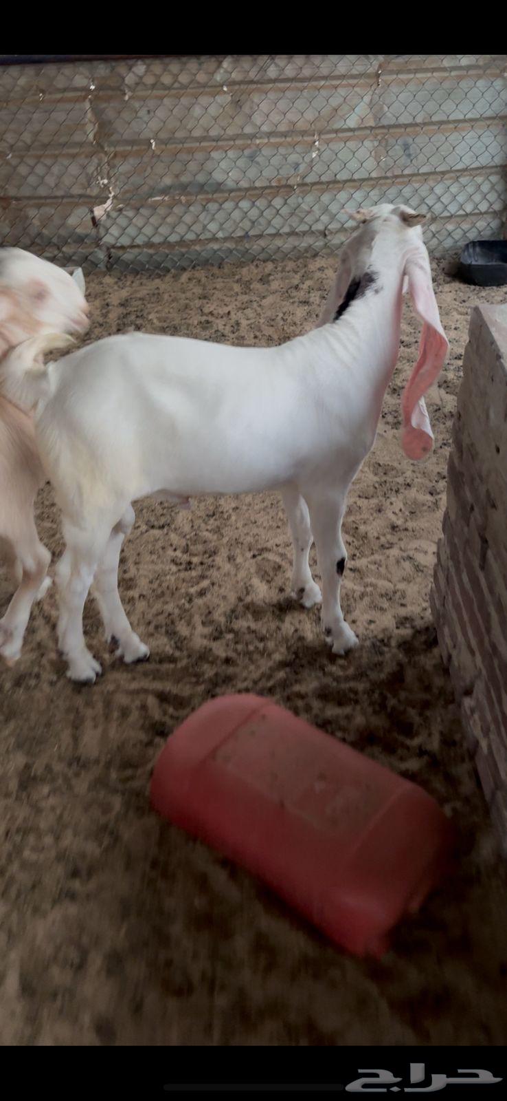 Fresh sheep for sacrifice64376109778305114