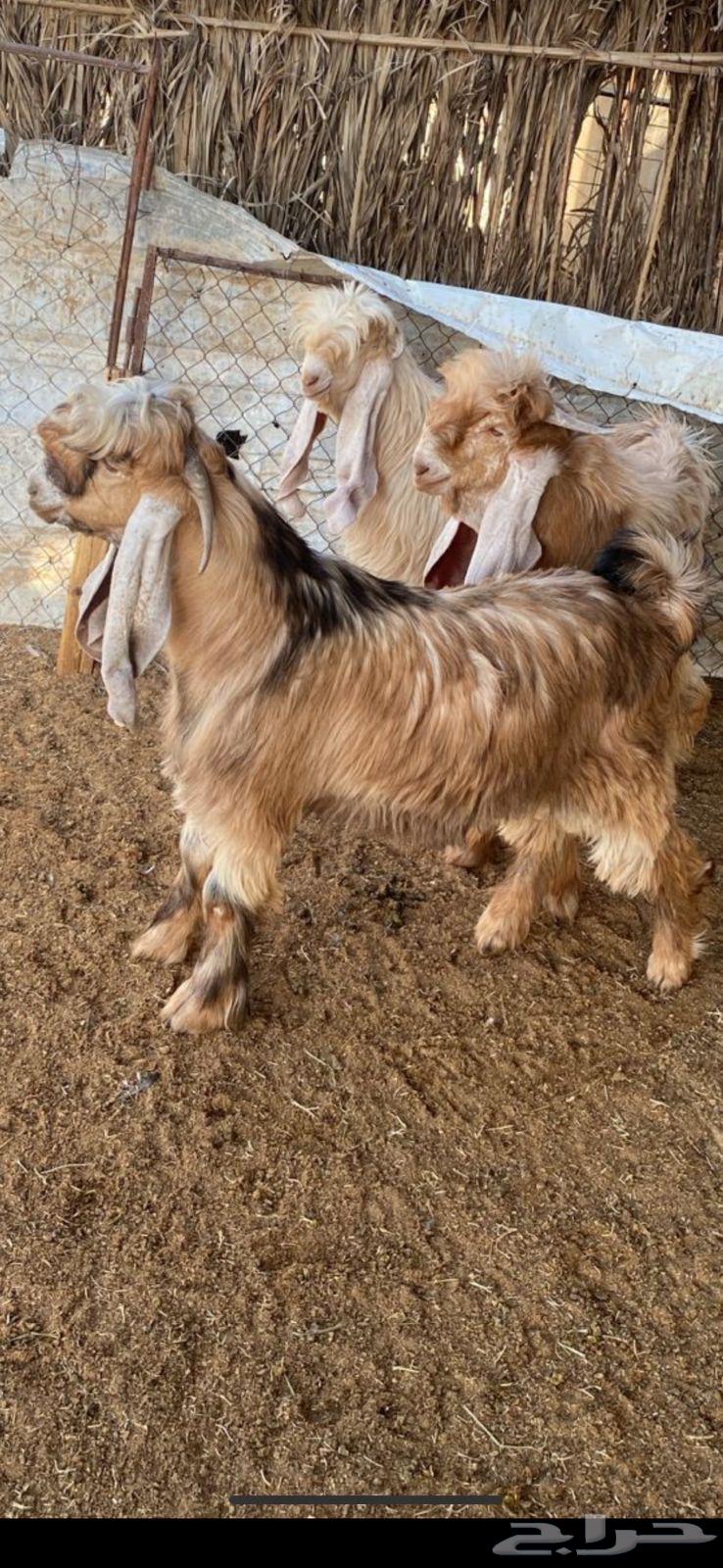 مشاريع فحول جذعان صفر64373831967361110