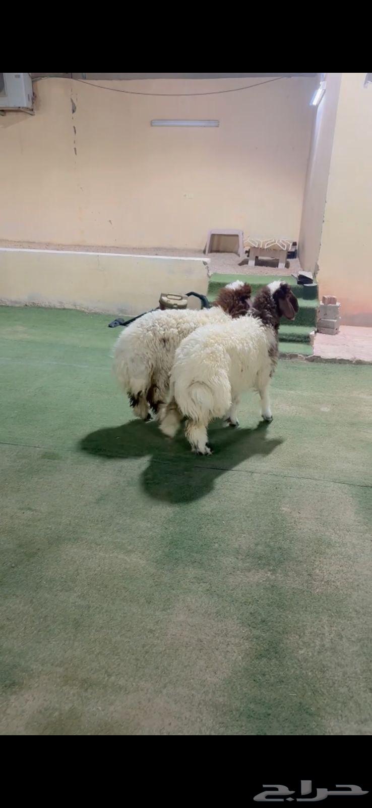 رخل نعيم الرياض حي الشفآء آي مكان نوصل ذبح ثنتين حد 130064367770182530110