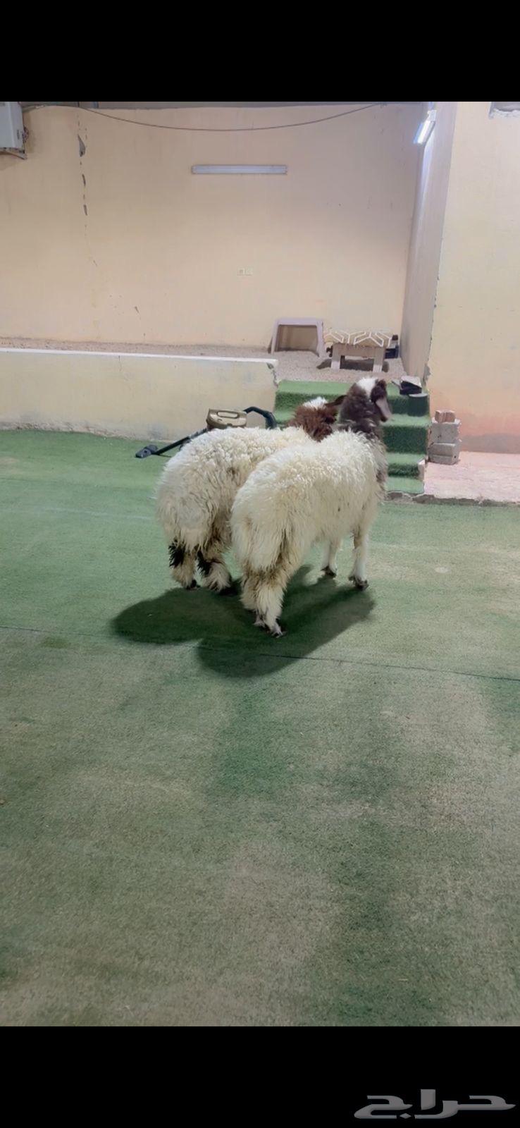 رخل نعيم الرياض حي الشفآء آي مكان نوصل ذبح ثنتين حد 130064367770182530111