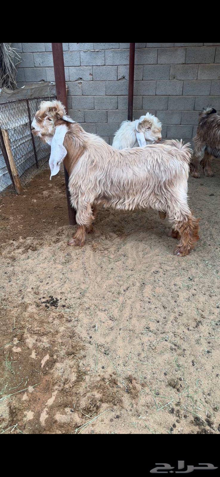 مشاريع فحول جذعان صفر64373831967361111