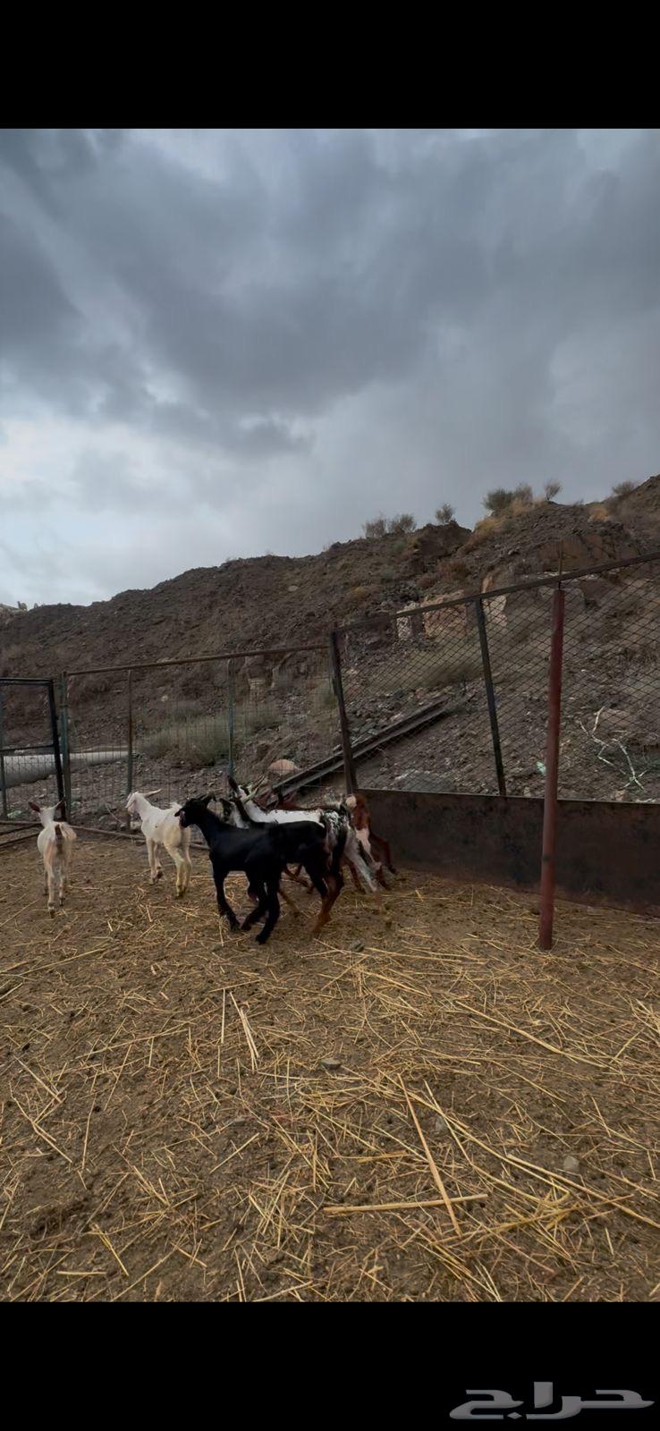 8 goats and 4 does with good quality in Al-Hayil64374349165825113