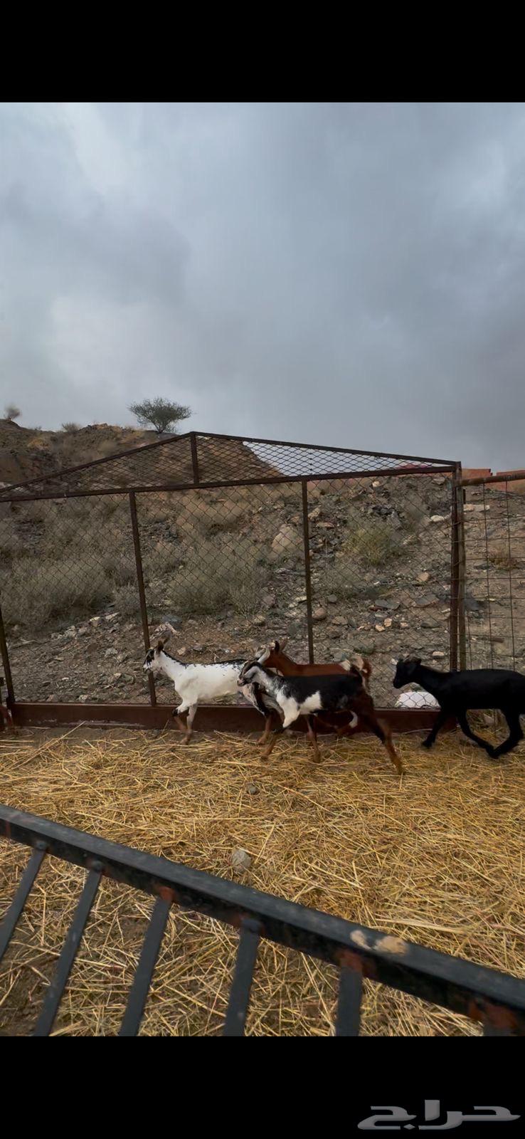 8 goats and 4 does with good quality in Al-Hayil64374349165825110