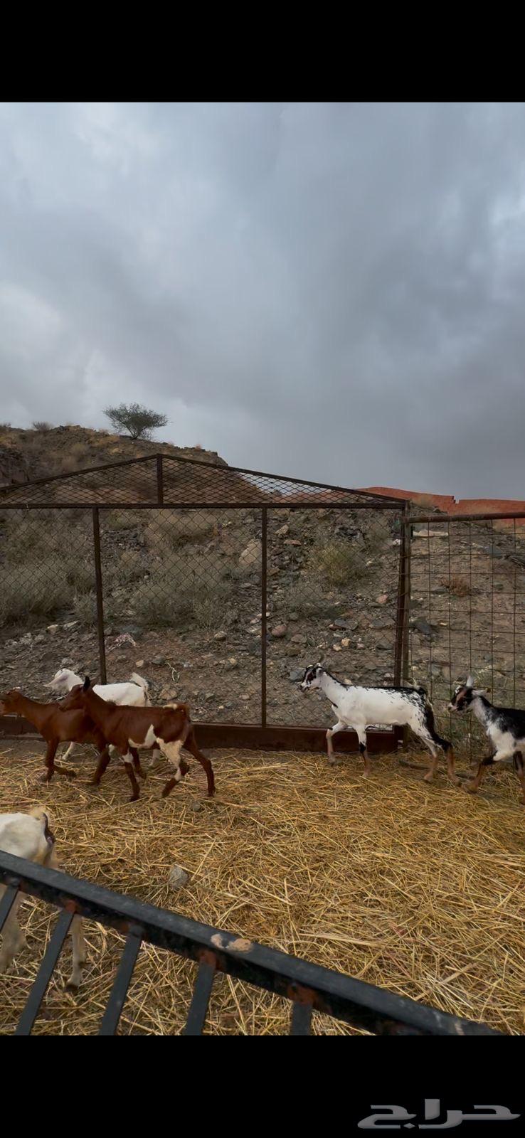 8 goats and 4 does with good quality in Al-Hayil64374349165825111