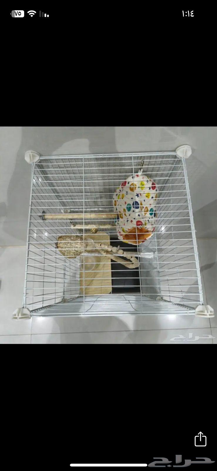 قفص بسعر 300 وقابل للتفاوض64363249661827112