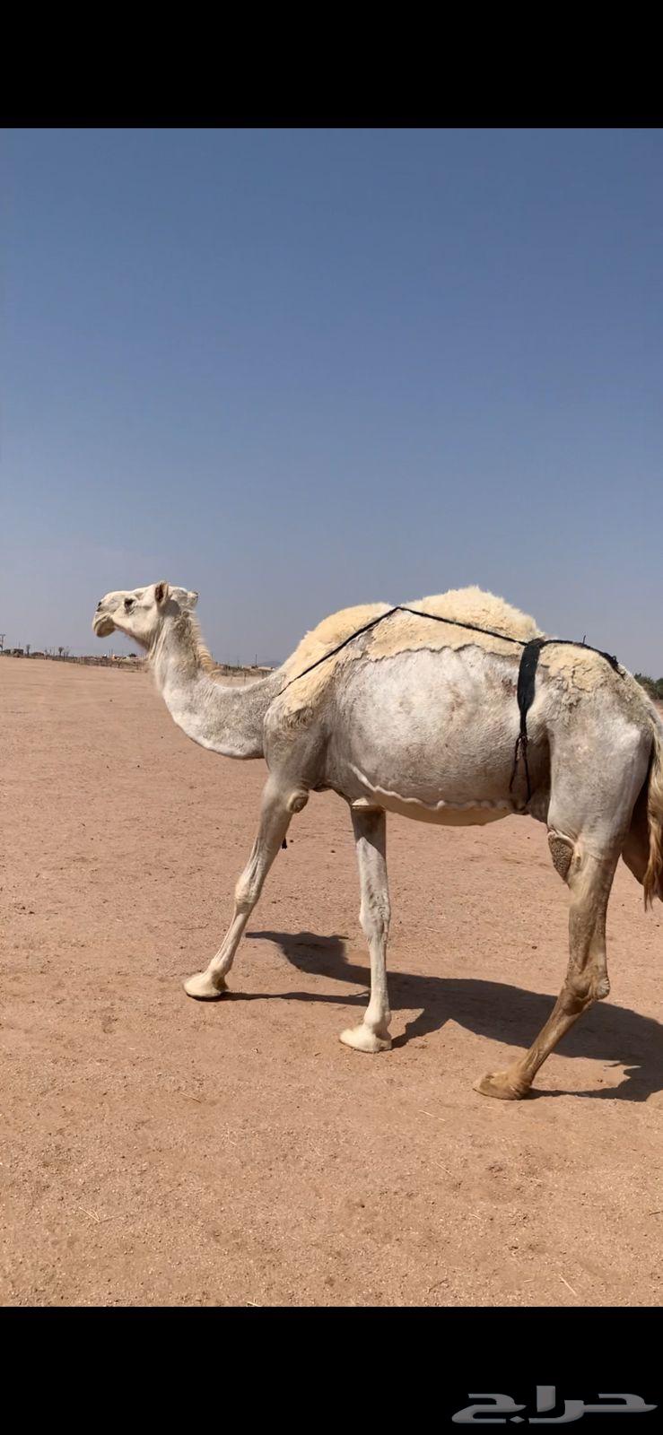 لبيع خفوت وضحاء مبيوع ولدها اليوم64366424538755112