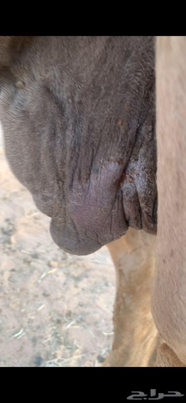 لبيع لقحه صفراء لها ف القاح 9 شهور64371789101186112