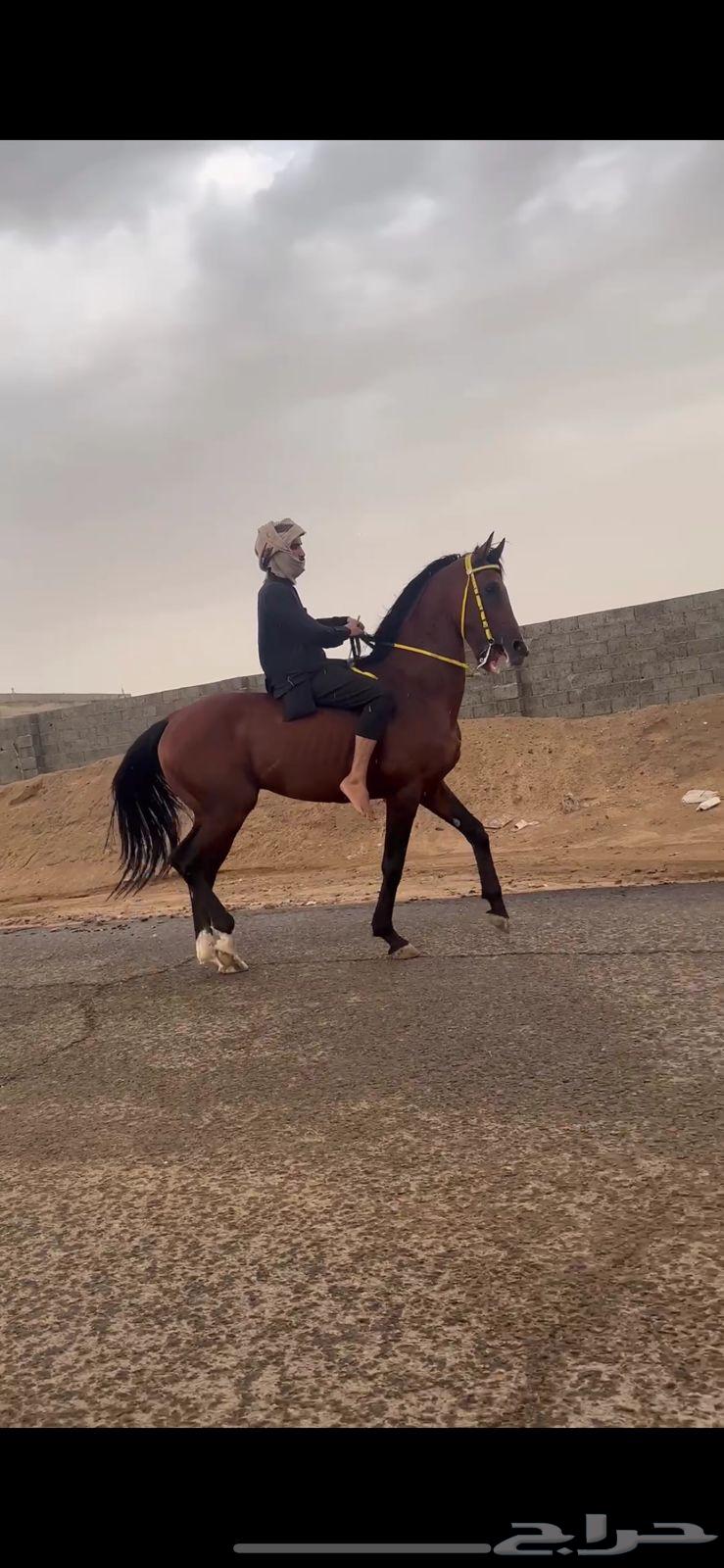 حصان شعبي64373194886530110