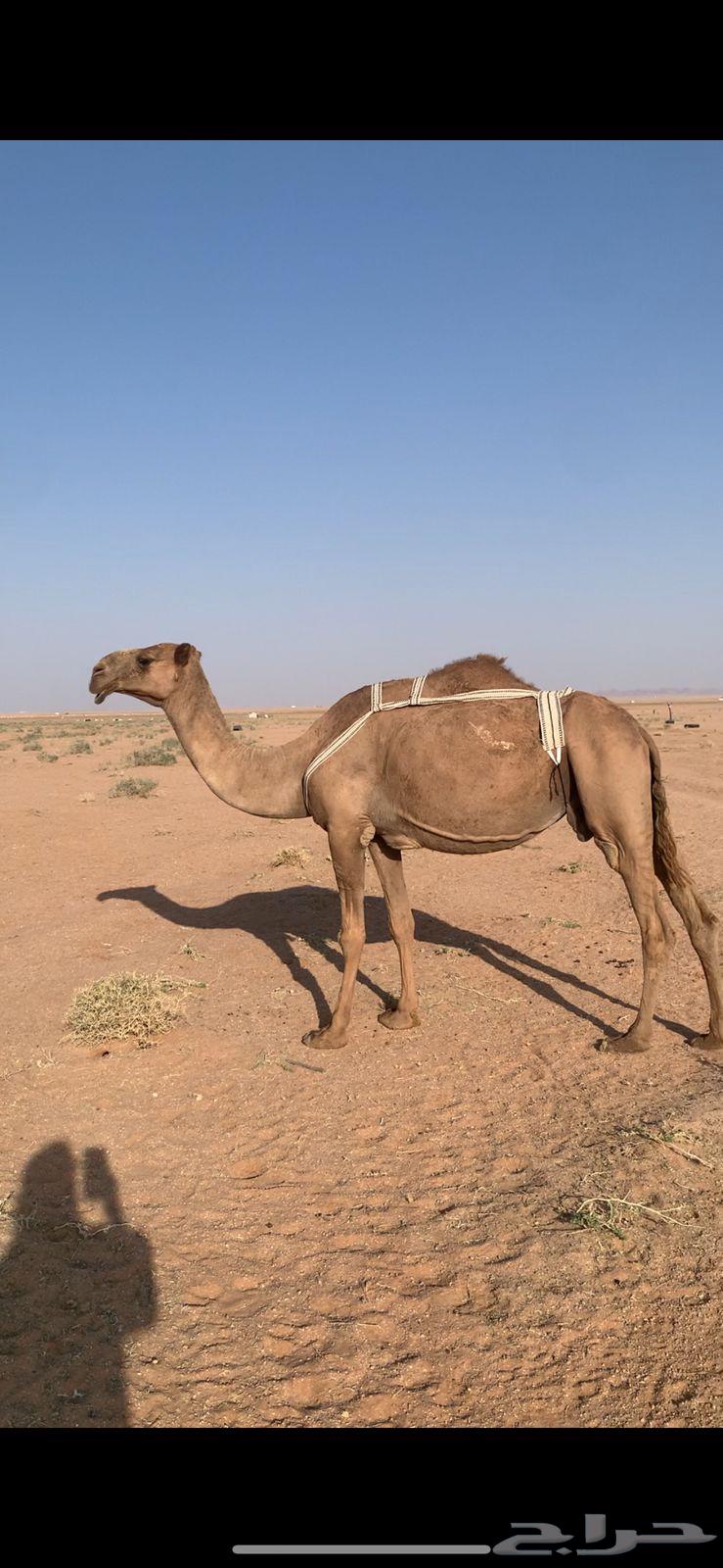 لبيع لقحه صفراء لها ف القاح 9 شهور64371789101186113