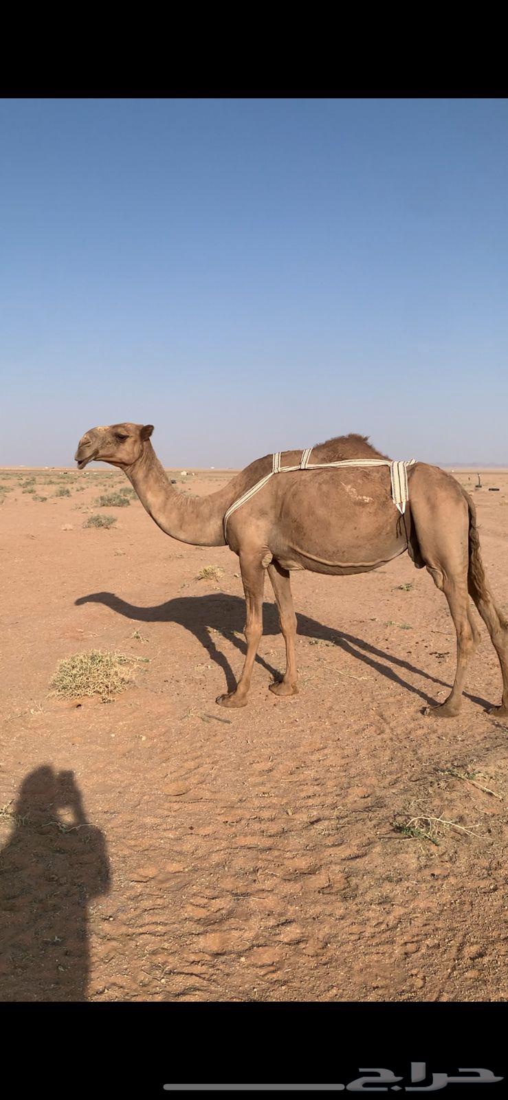 لبيع لقحه صفراء لها ف القاح 9 شهور64371789101186110