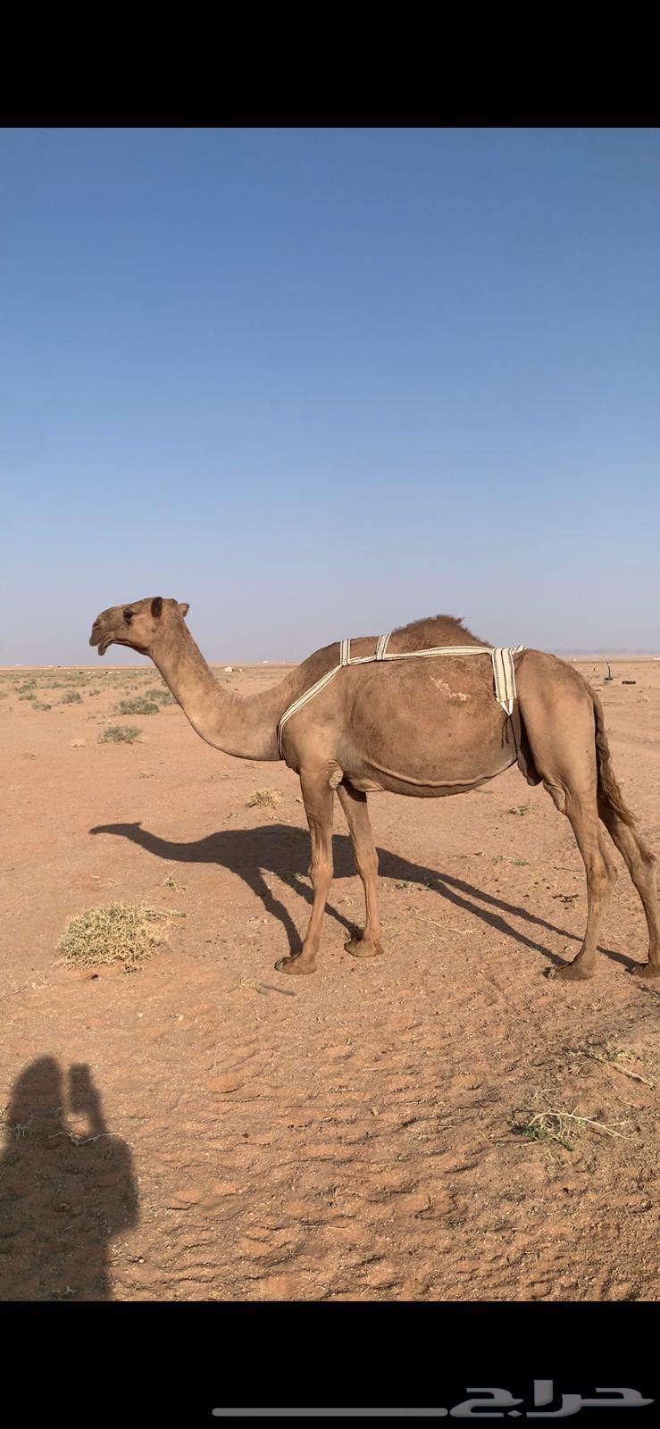 لبيع لقحه صفراء لها ف القاح 9 شهور64371789101186111