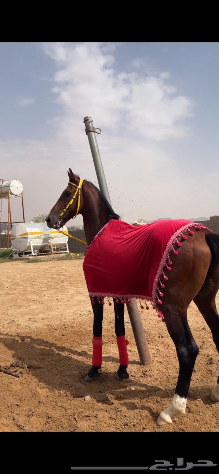 حصان شعبي64373194886530111
