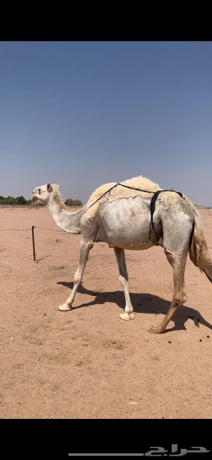 لبيع خفوت وضحاء مبيوع ولدها اليوم64366424538755111