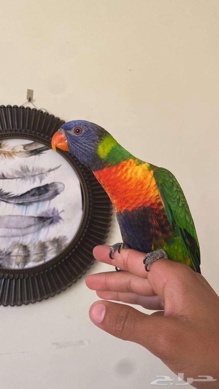 طير لوري رينبو متكلم و اليف64362922078979110