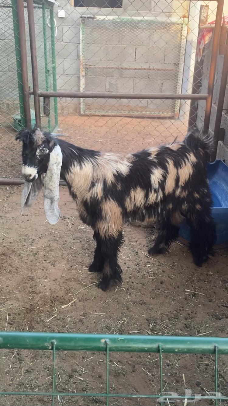 للبيع تيس لباني64371599607810113