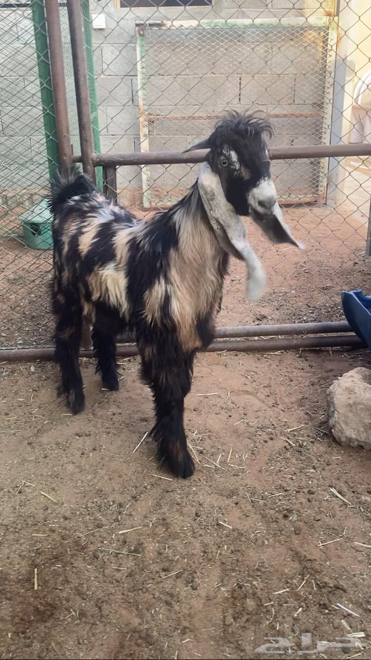 للبيع تيس لباني64371599607810112