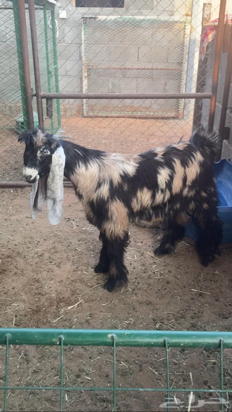 للبيع تيس لباني64371599607810110