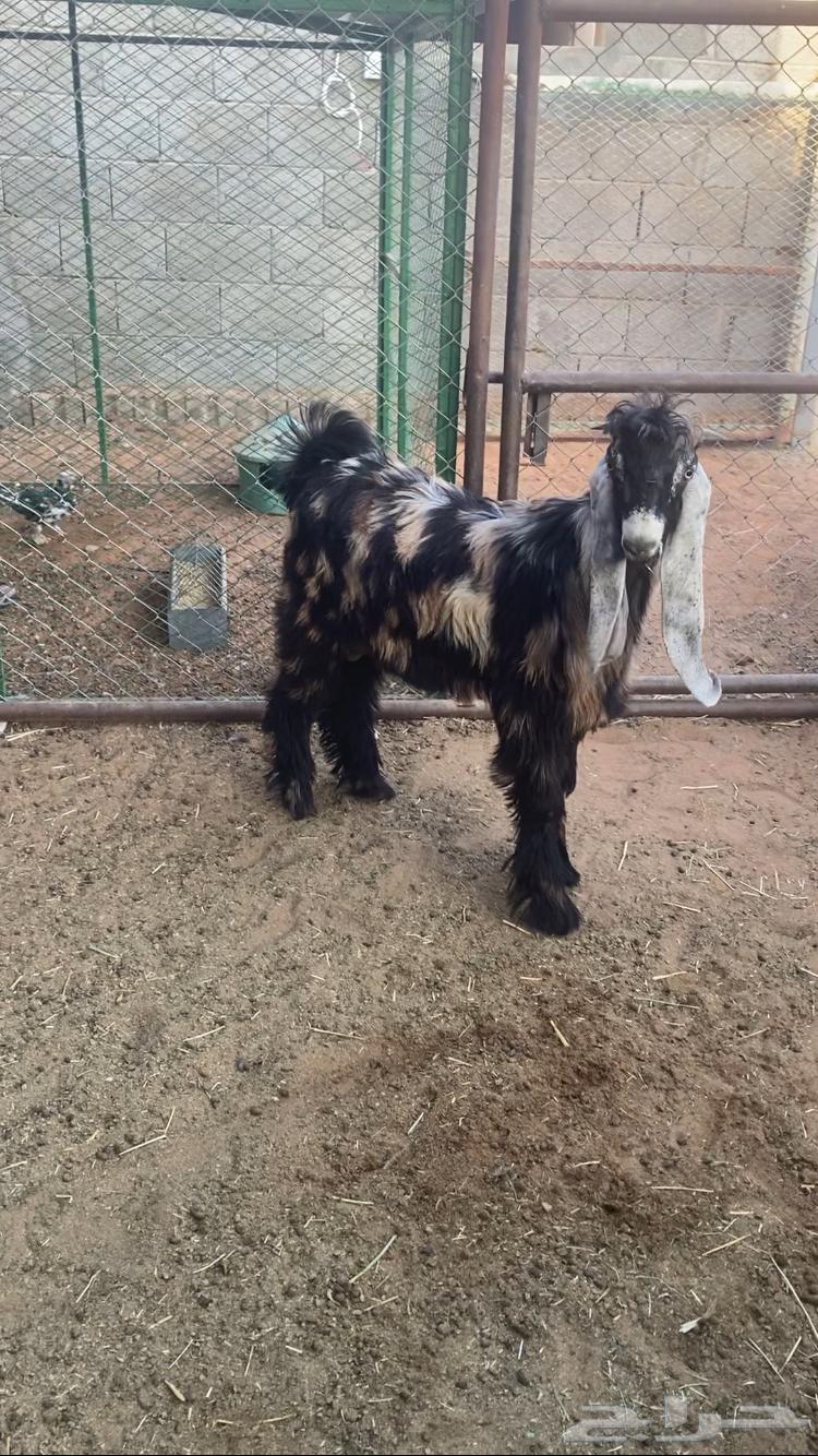 للبيع تيس لباني64371599607810114