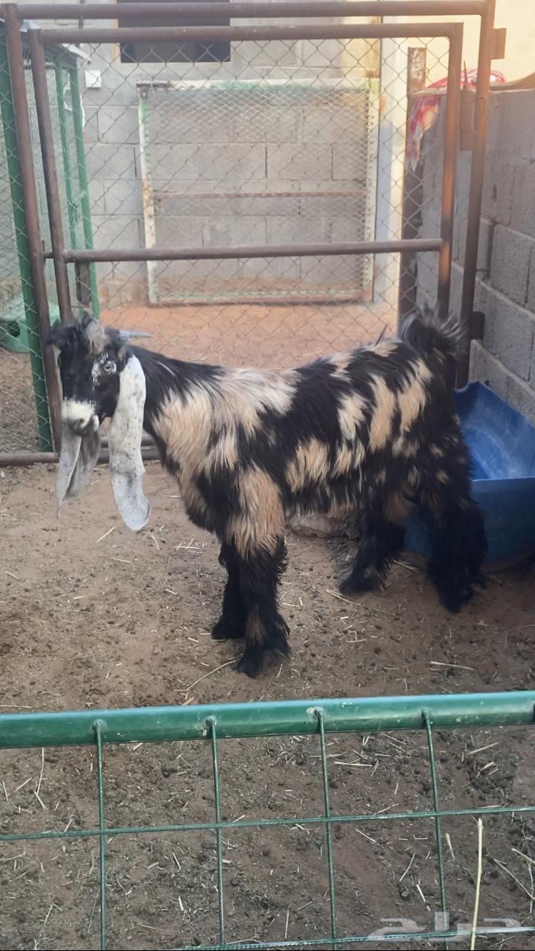 للبيع تيس لباني64371599607810111