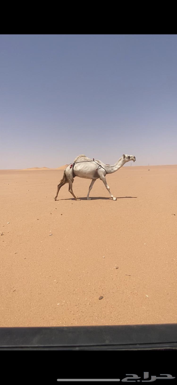 Calf64374215617539110