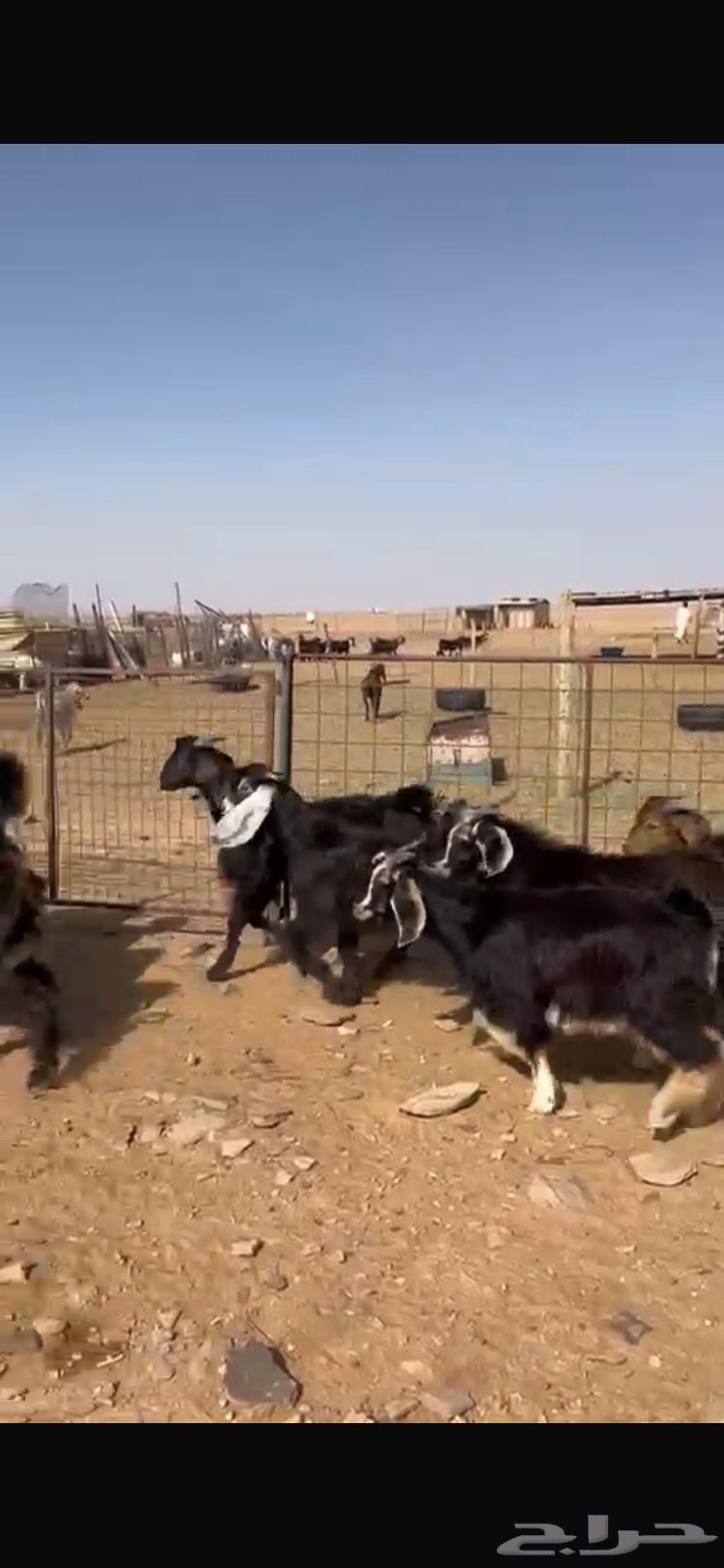 تيوس للبيع   تم البيع64365114547073110