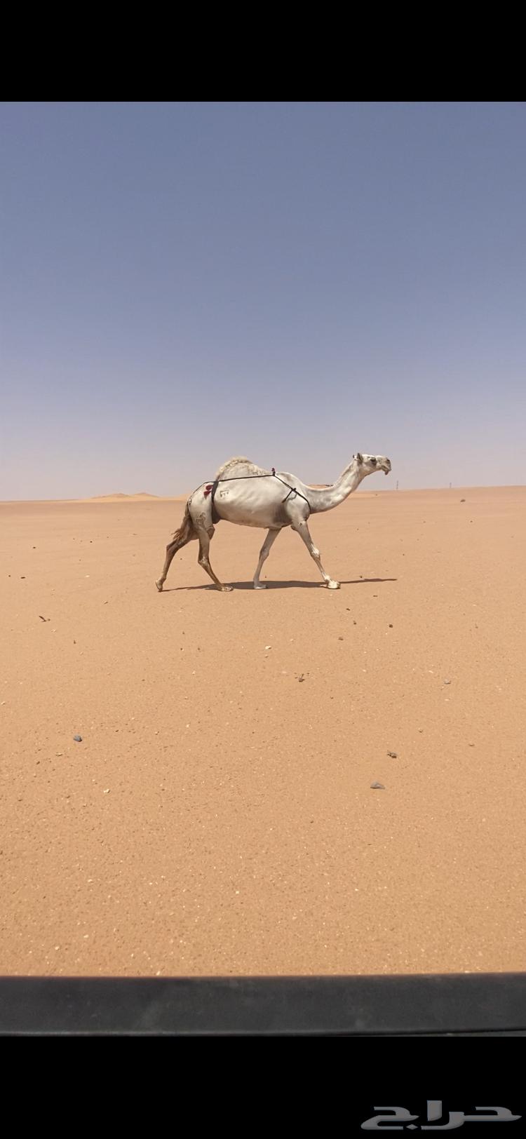 Calf64374215617539111