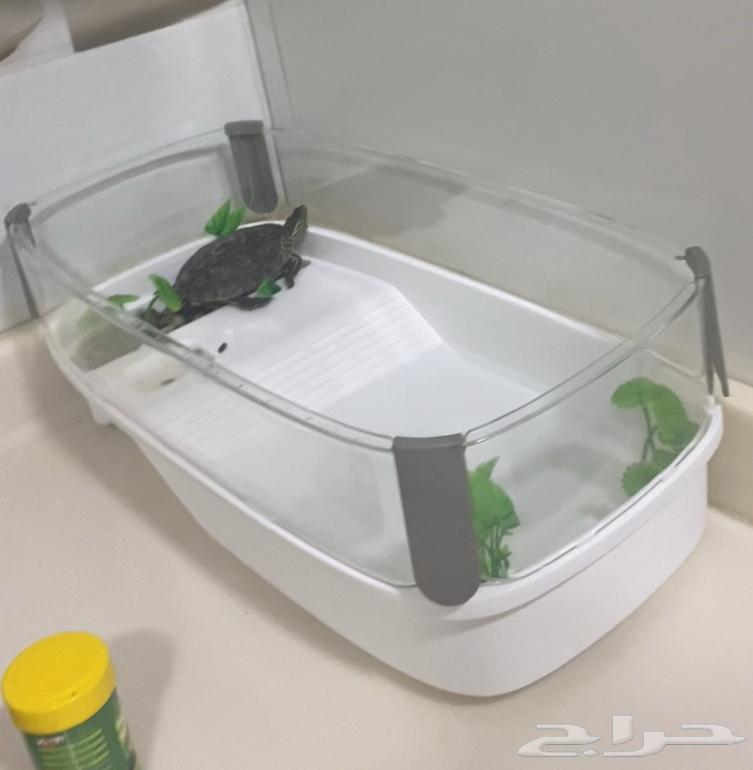 سلحفاء للبيع بالبيت حقها64371191309825111