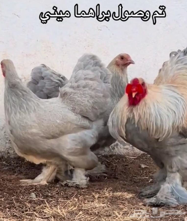 Brahma Mini External (Imported) and Production64374685627523112