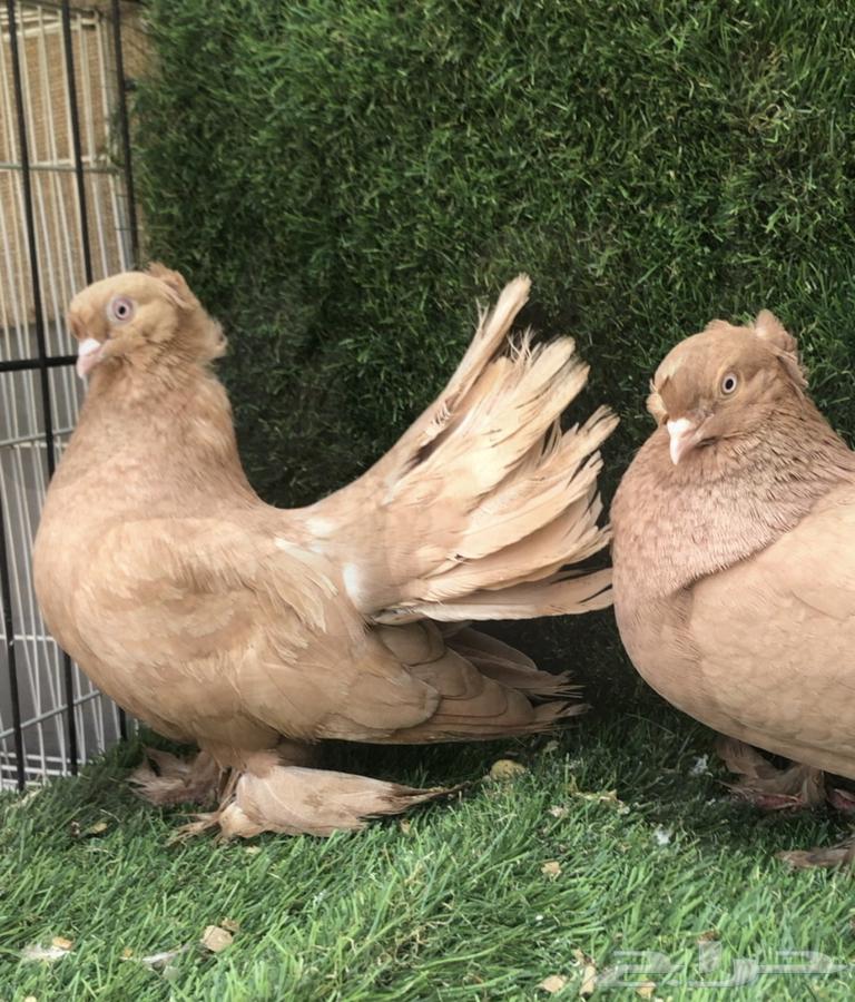 Pair of Eska Doves64371789124354110