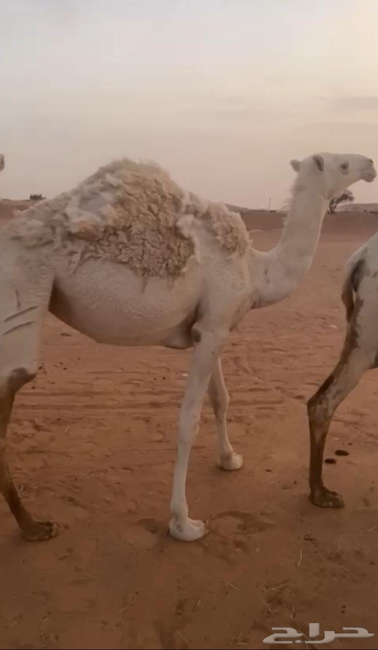 بكرة عفراء مفرودة64365836072194111