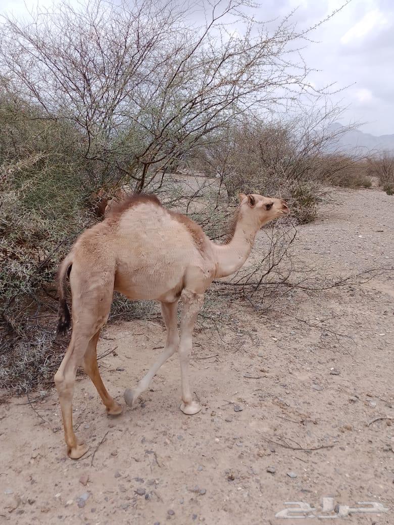 قعدان للبيع64374024348547111