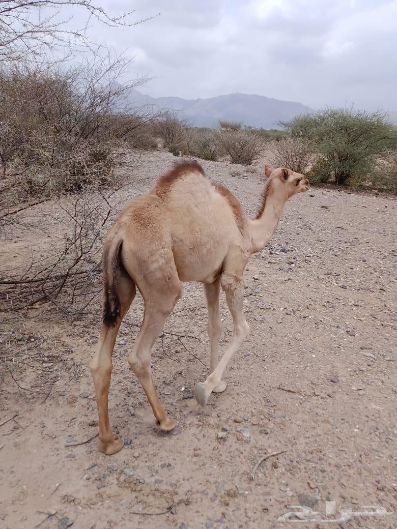 قعدان للبيع64374024348547110