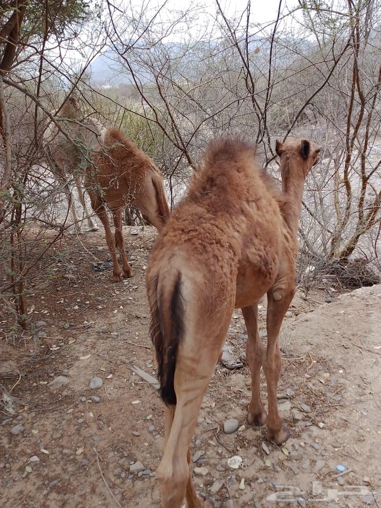 قعدان للبيع64374024348547113