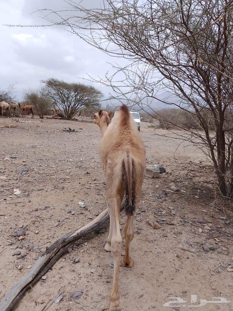 قعدان للبيع64374024348547112