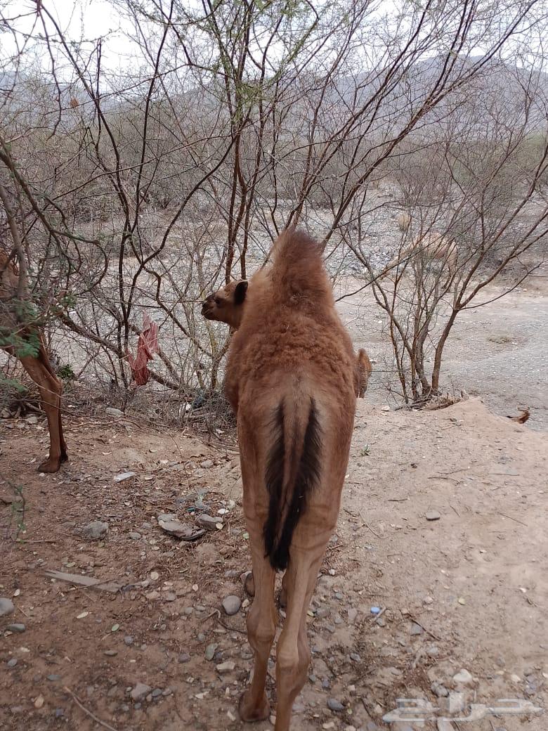 قعدان للبيع64374024348547114