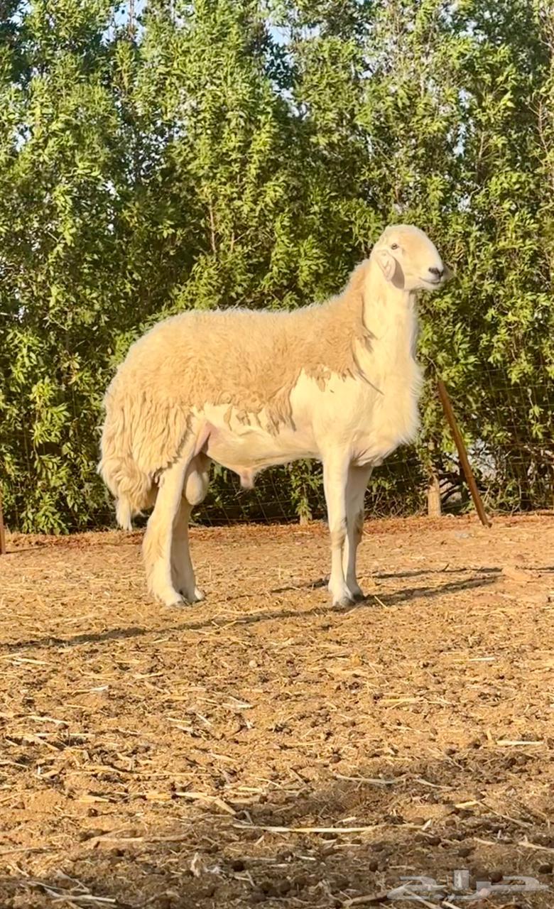 7 رخال حريات صنف للبيع64373905843842112