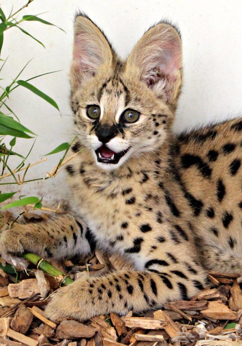 Serval cats, the leopard cat for sale64371569789570111