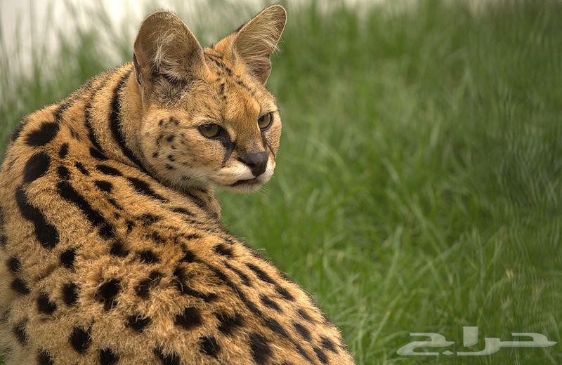 Serval cats, the leopard cat for sale64371569789570114
