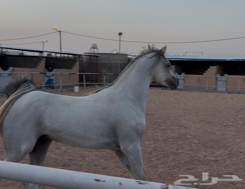 حصان واهو64369425751170111