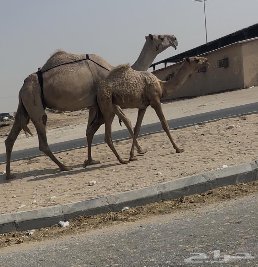 Ashra64372419868675110