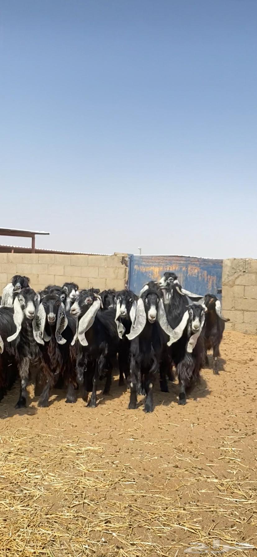 للبيع جفرات عوارض صنف64369557374850112