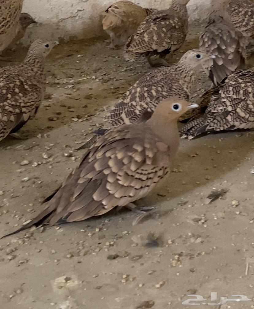 Shenir and Qataa breeding condition64368455670787112