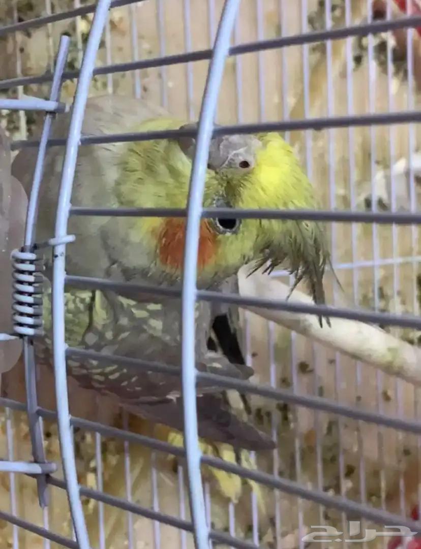 طير كراون64370929396993110