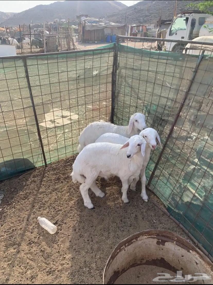 Fresh slaughtered lamb, sheep and goats available with installment payment64366336846977114