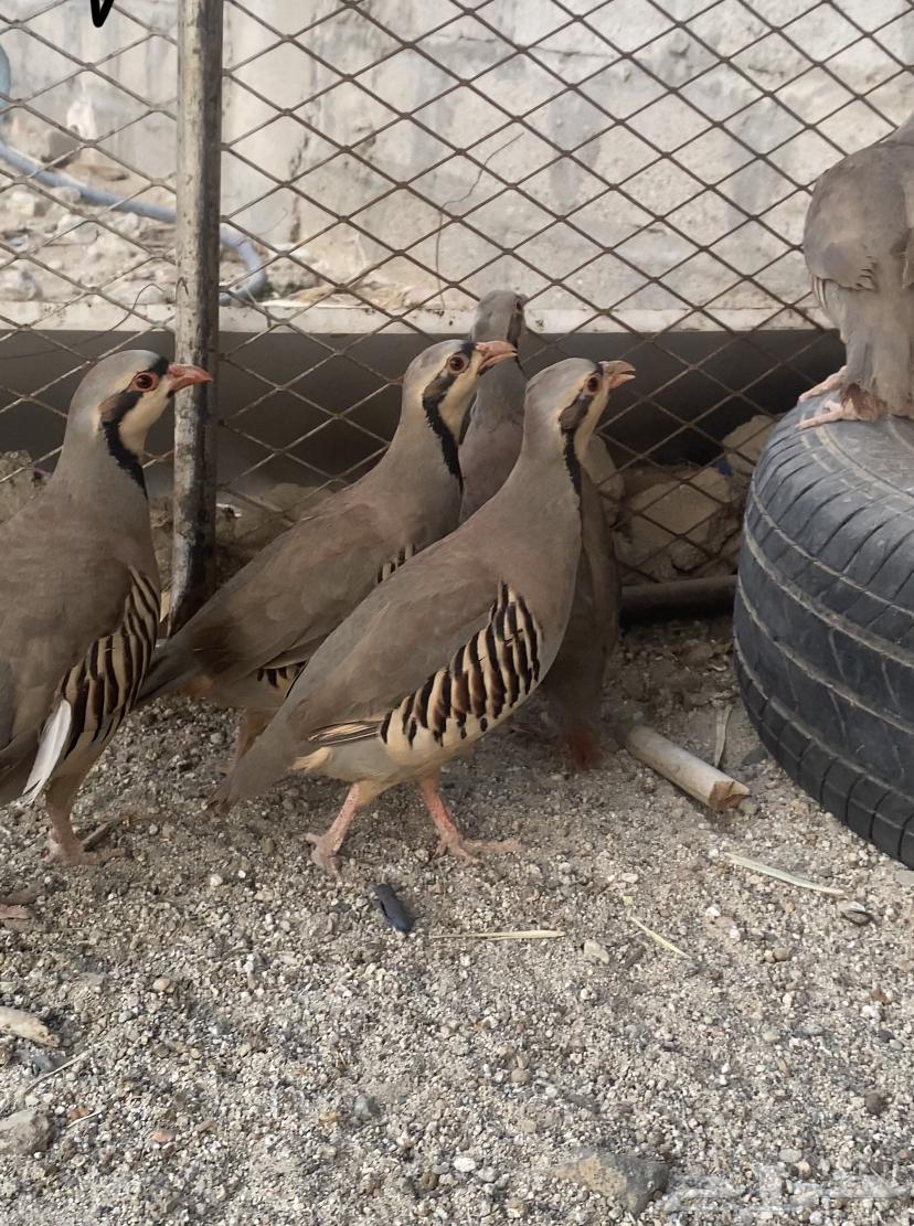 Shenir and Qataa breeding condition64368455670787110