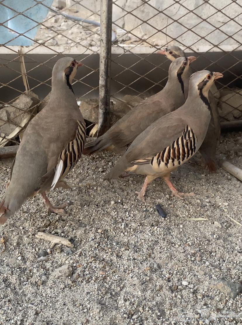 Shenir and Qataa breeding condition64368455670787111